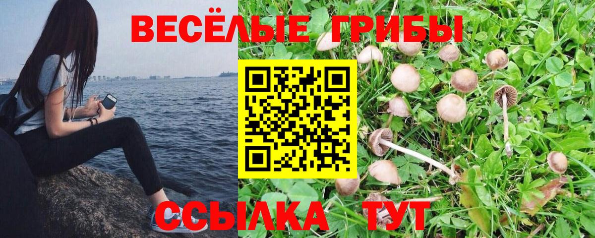 Псилоцибиновые грибы Psilocybe  Вход с VPN  что такое наркотик  Выборг 